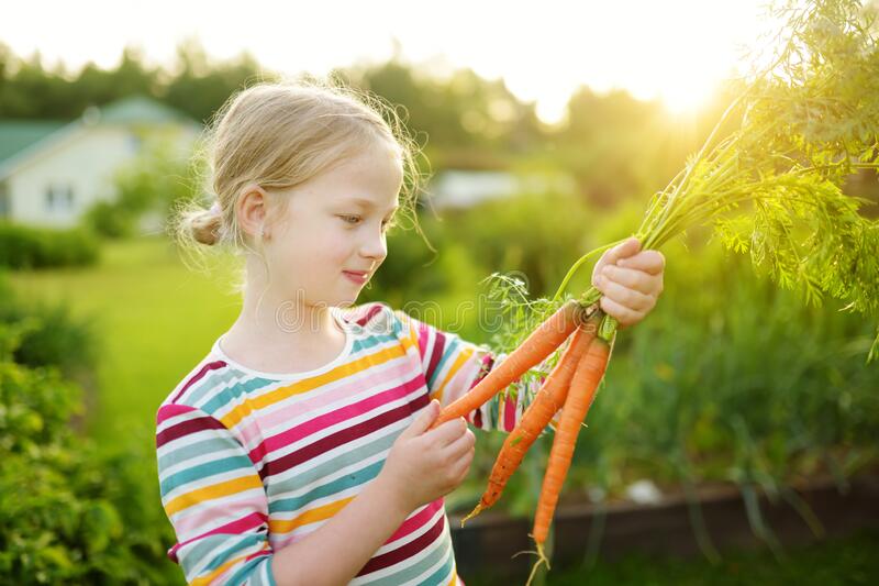 child harvesting carrots